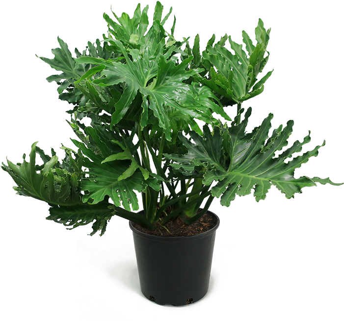 Philodendron Selloum Large - Philodendron Selloum Houseplant (700x683), Png Download