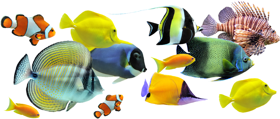Peces - Ccea Gcse Single Award Science (1000x462), Png Download