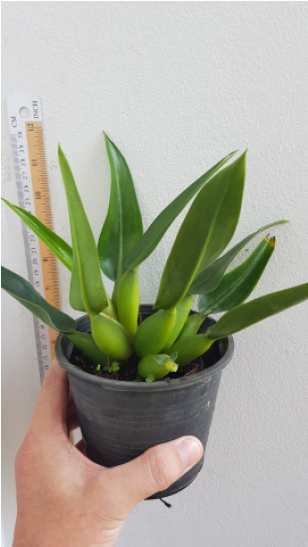 Philodendron Martianum (420x546), Png Download