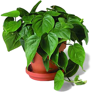 The Good Ole' Philodendron - Philodendron Definition (375x366), Png Download