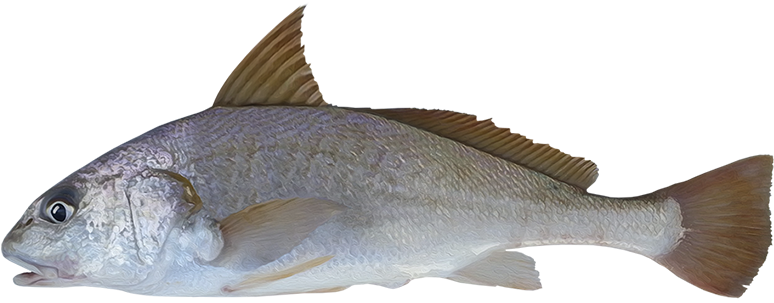 Micropogonias Altipinnis (850x337), Png Download