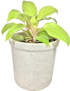 Philodendron - Flowerpot (354x413), Png Download