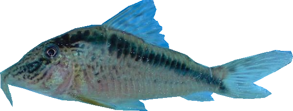 Fw - Okra Peji (603x229), Png Download