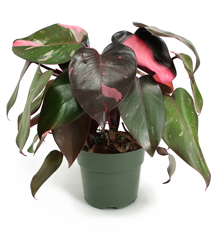 Philodendron Pink Princess Small - 2018 Wish List Birthday (700x739), Png Download