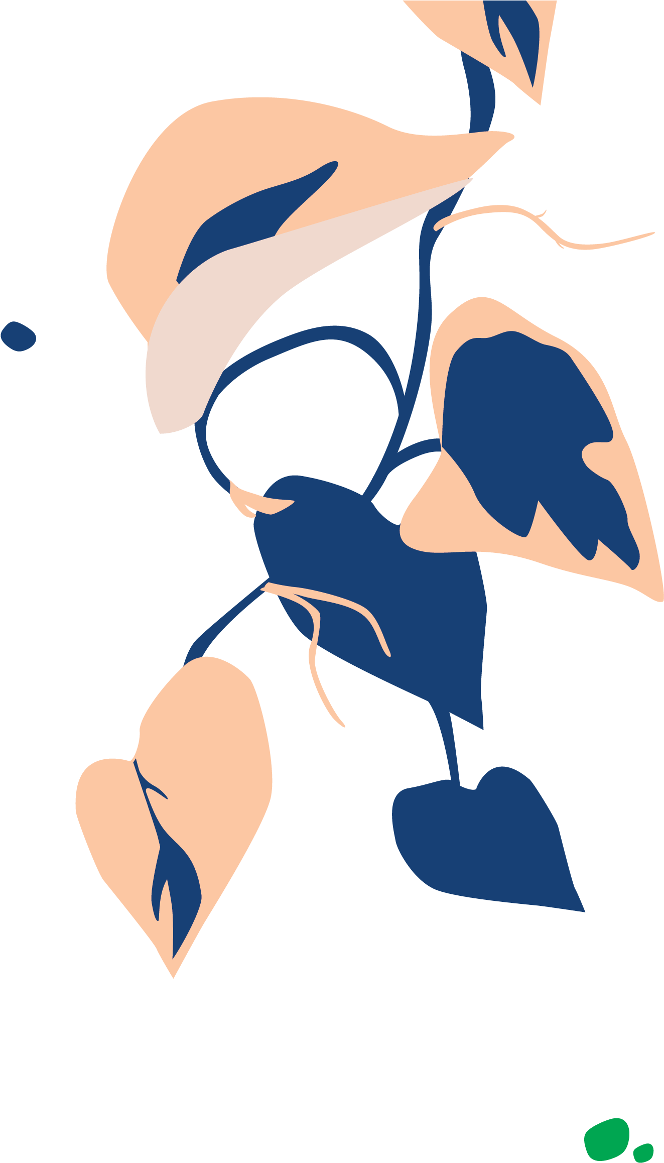 Bloomscape Philodendron Brasil - Philodendron Hederaceum (1846x2611), Png Download