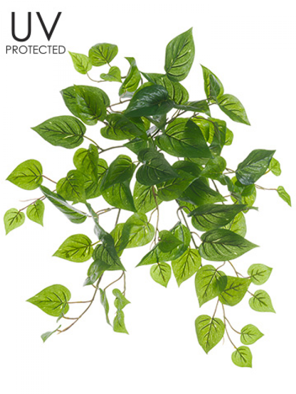 19" Uv Protected Philodendron Bush Green - 19" Uv Protected Philodendron Bush Green (pack (800x800), Png Download