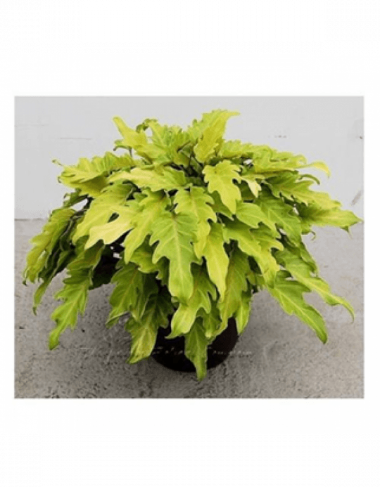 Philodendron Xanadu Golden Yellow Color Plant With - Philodendron Xanadu Gold (540x693), Png Download