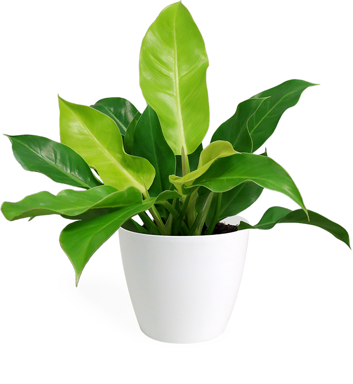 Philodendron Imperial Green Small - Philodendron (700x762), Png Download