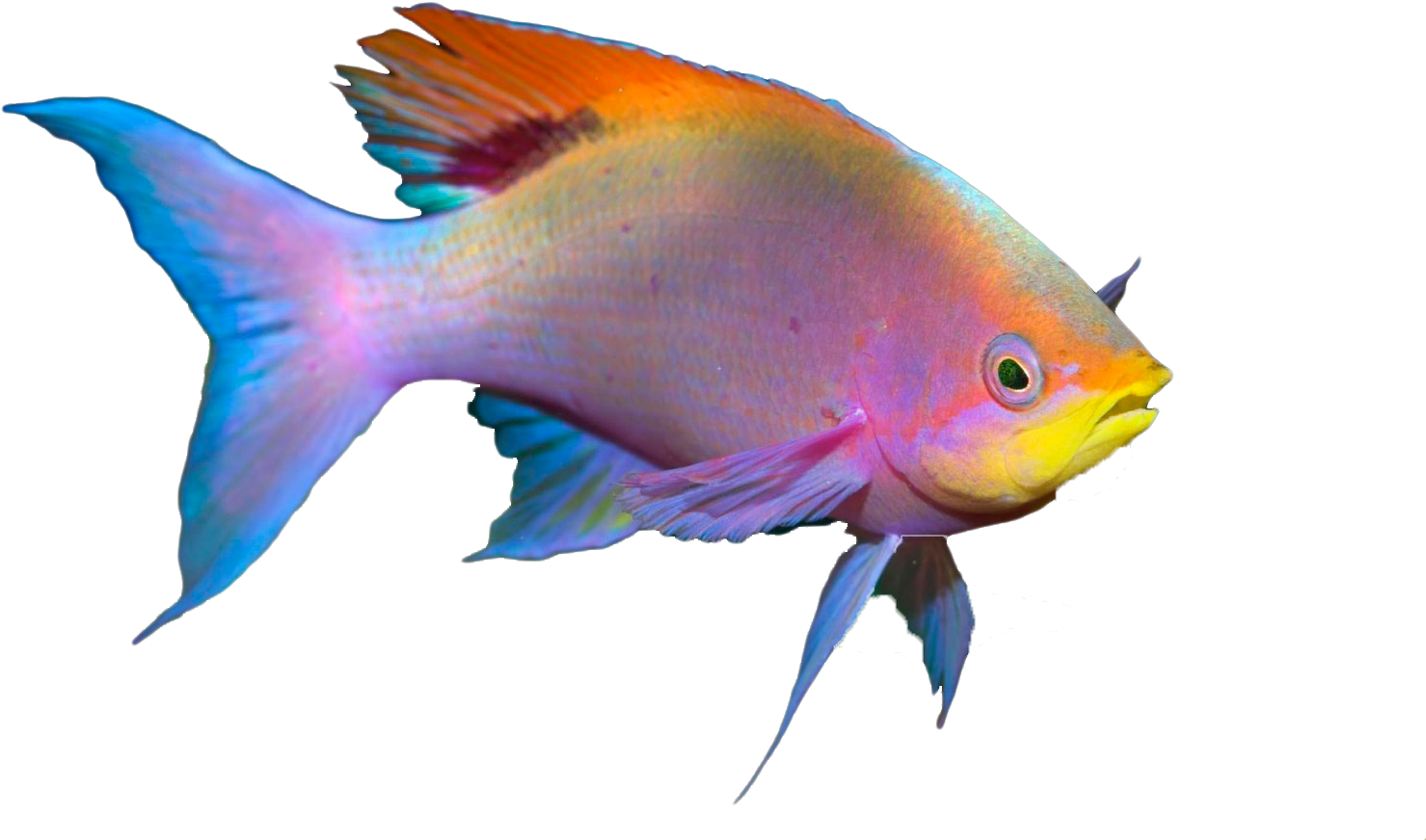 Amazing Cozumel Race® - Pomacentridae (1600x1000), Png Download