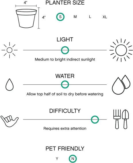 Calathea Rattlesnake Plant - Garden Croton (563x600), Png Download