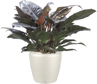 Philodendron Imperial Red (420x400), Png Download