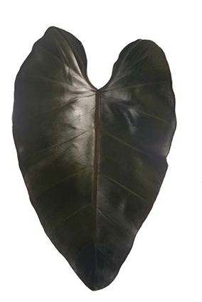 Philodendronsanguineum - Throw Pillow (570x444), Png Download