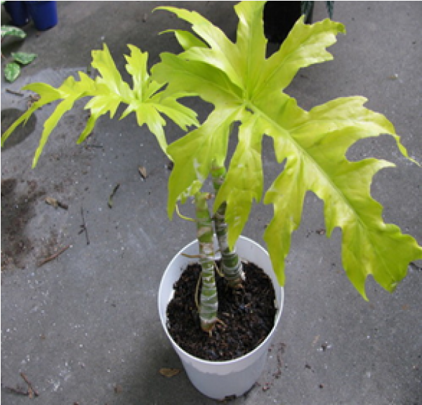 Philodendron Selloum Gold Yellow Color Plant - Philodendron Selloum Gold (600x770), Png Download