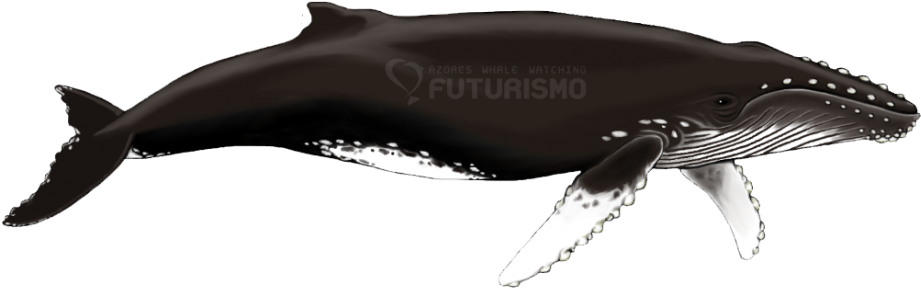 Humpback Whale (940x307), Png Download