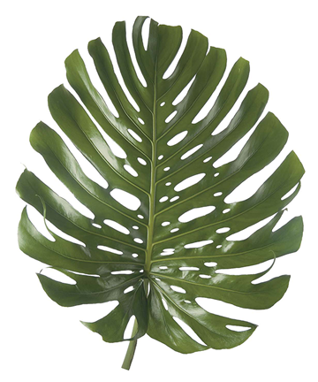 Monstera - Monstera Deliciosa Liebm Png (570x444), Png Download