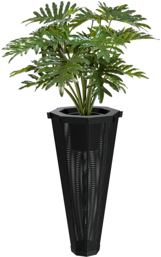 Philodendron (500x500), Png Download