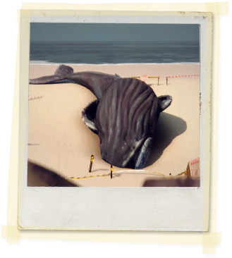 Tx E4 4a Beach Whales Unlocked - Whales (336x388), Png Download