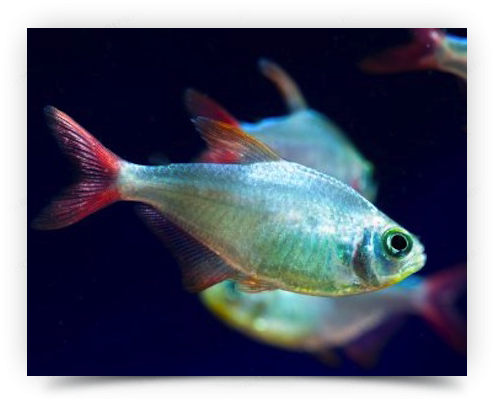Peces En Colombia (507x402), Png Download