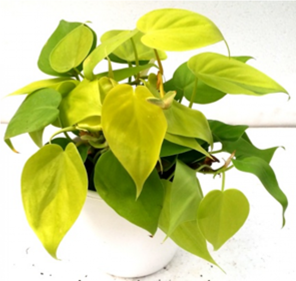 Philodendron Scanden Golden Pride Green Yellow Color - Golden Pride (600x770), Png Download