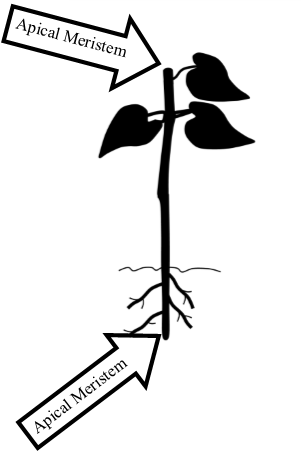 When Cloning Plants It Is Best To Use Rooting Hormone - Illustration (302x451), Png Download