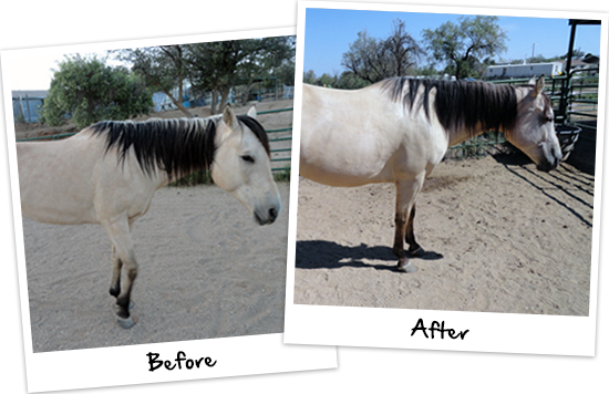 Platinum Performance® Equine & Platinum Hoof Support - Mane (550x356), Png Download