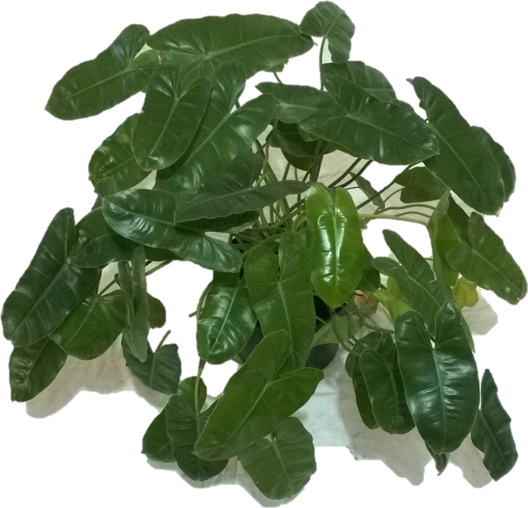 Philodendron - Houseplant (3552x2000), Png Download