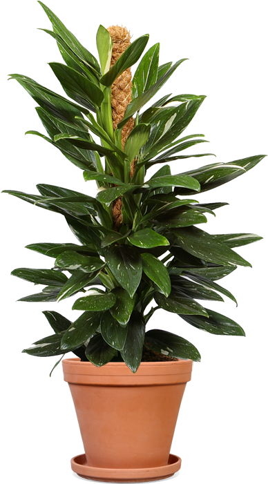 Philodendron Cobra 19 Terracotta - Philodendron Cobra Care (500x700), Png Download