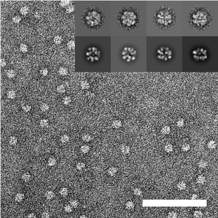 Bild - Aaa Atpases Negative Staining (560x438), Png Download