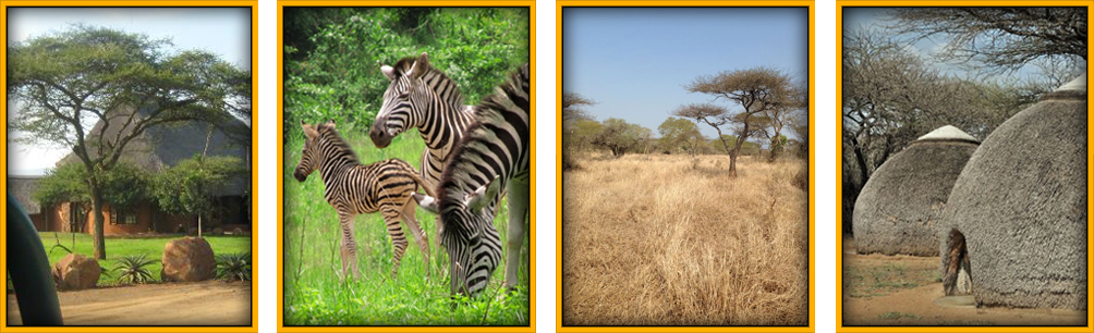 Swaziland Bush Lodge - Zebra (1004x306), Png Download