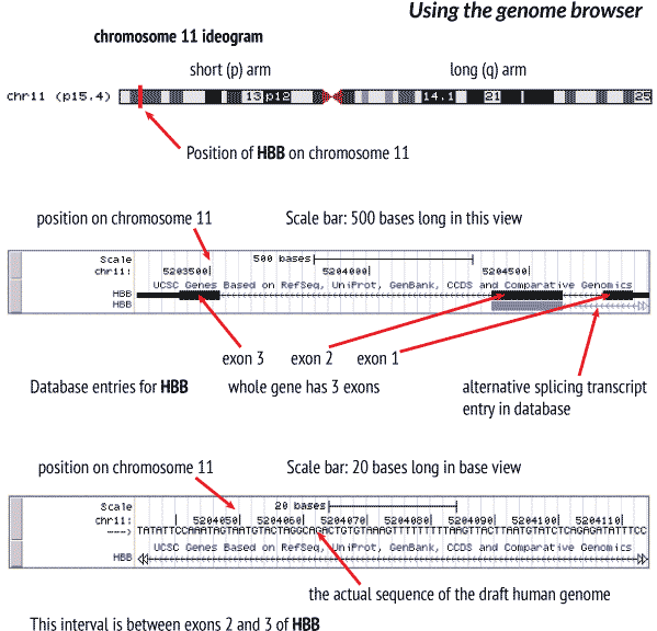Guide To Using The Genome Browser - Hbb Gene Structure (600x600), Png Download