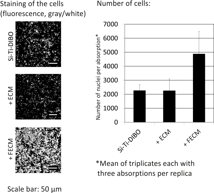 Cell Adhesion Of Primary Human Keratinocytes On Coated - Cell Adhesion (761x694), Png Download