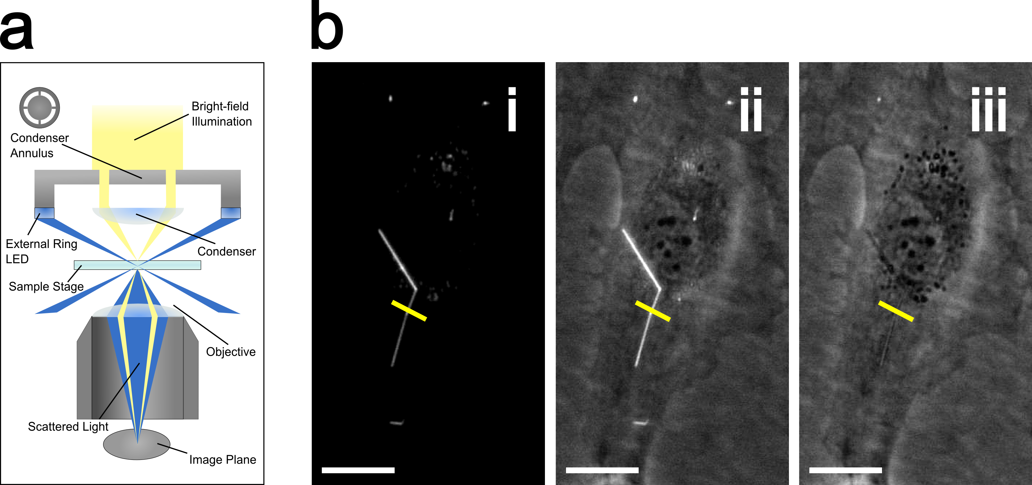 Lab Life - - Phase Contrast Microscopy (3282x1545), Png Download