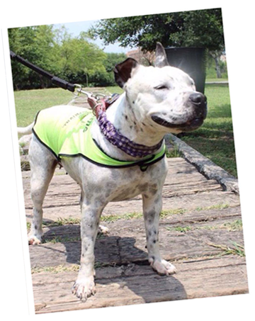 Adopta Un Perro Nuevo León Asociación Para Adopciones - Dog (378x480), Png Download