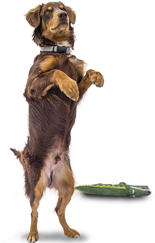 Hay 6 Millones De Perros En Las Calles Del Perú - Wuf Adopta (319x510), Png Download