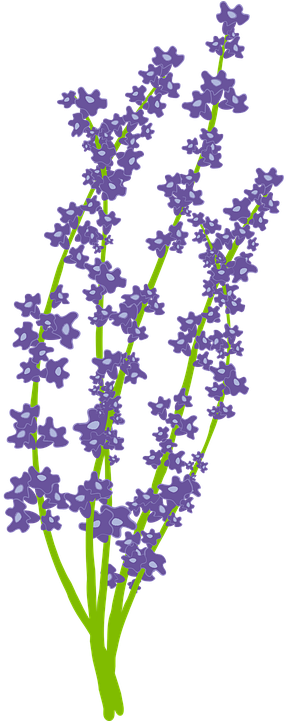 Lavender Png (360x720), Png Download