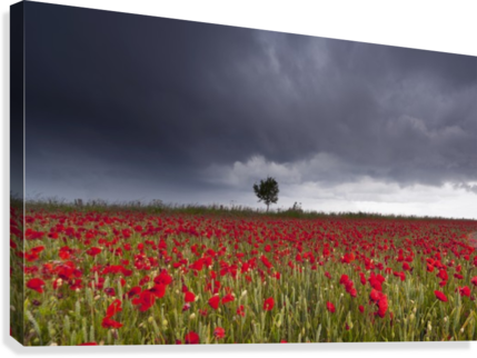A Field Of Red Poppies Under A Stormy Sky - Supplier Generic A Field Of Red Poppies Under A Stormy (429x322), Png Download