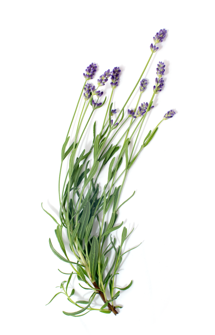 Grass (697x1084), Png Download
