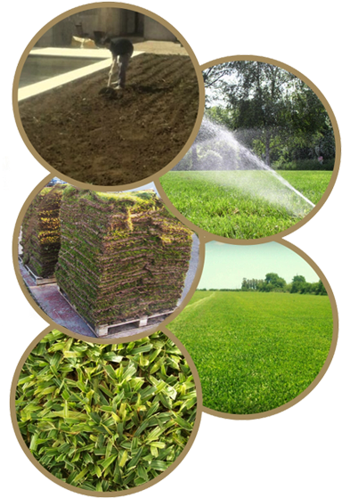 Imágenes De Cesped - Seed (458x581), Png Download