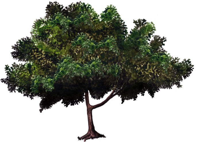 Vecinos Verdes - Arboles De Mangos En Png (750x502), Png Download