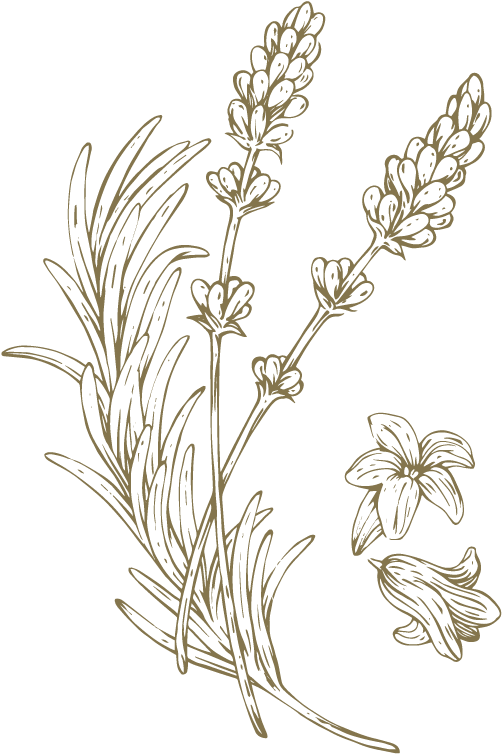 Known For Its Soothing Properties In Bringing About - Monkshood (950x950), Png Download