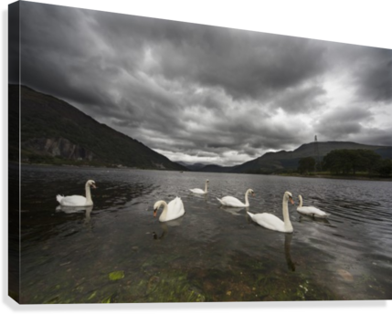 Swans Swimming In The Shallow Water Of Loch Etive Under - Posterazzi Swans Swimming In The Shallow Water Otland (429x344), Png Download
