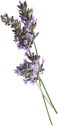 Aroma & More Lavender Pure Essential Oil 100% Certified (283x500), Png Download