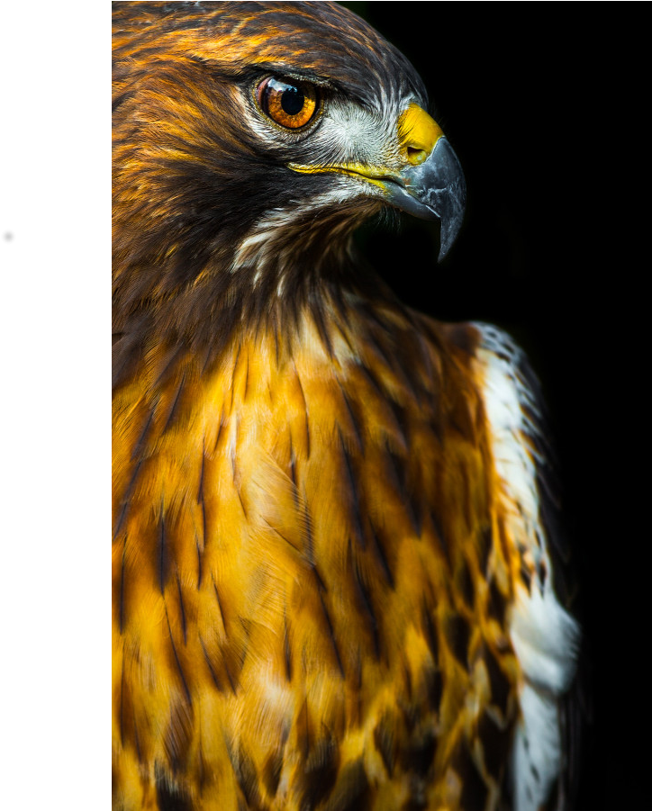 Red-tailed Hawk (1000x1000), Png Download