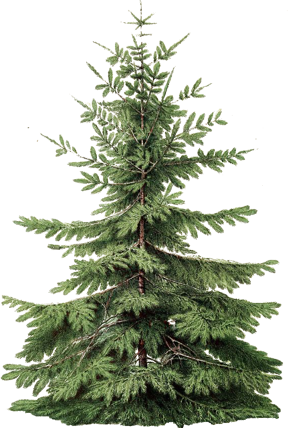 Un Arbol Para Tus Imagenes Navideñas En Estilo Vintage - Society6 Tree Two Iphone & Ipod Skin - Iphone 6 (606x874), Png Download