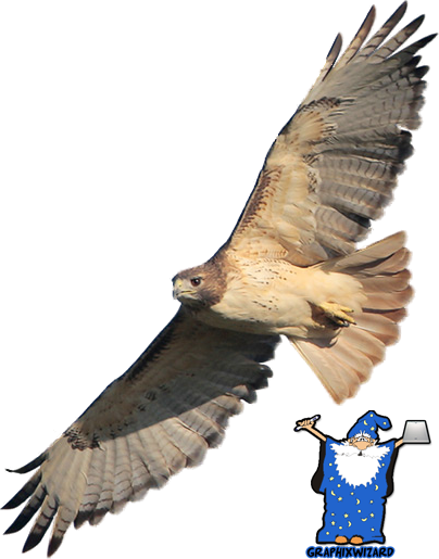 Red-tailed Hawk - Iron-on (404x515), Png Download