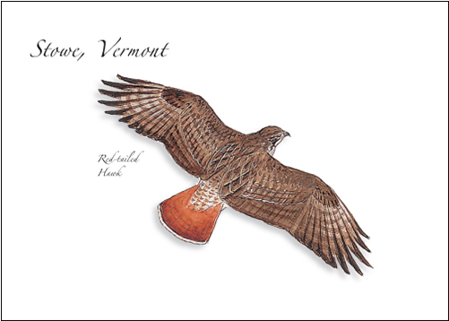 Red-tailed Hawk - Buzzard (500x500), Png Download