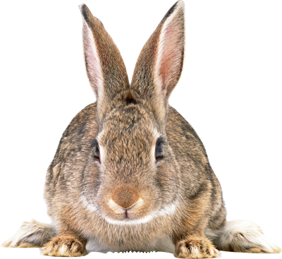 Rabbit Thirty - Rabbit Face Transparent Background (400x367), Png Download