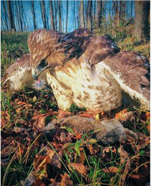 The Ancient Sport - Red-tailed Hawk (1050x600), Png Download