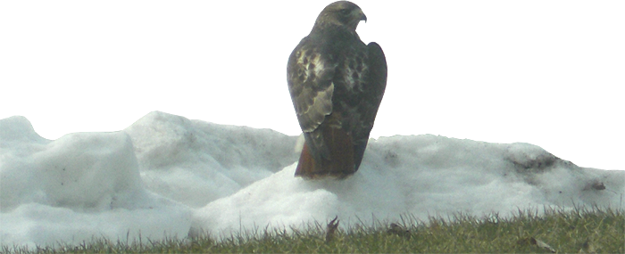 Red-tailed Hawk Named Flipper - Red-tailed Hawk (700x285), Png Download