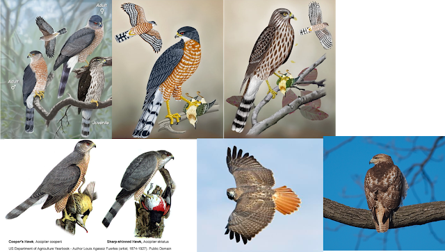 Left To Right, Top To Bottom - Chicken Hawk Bird (640x363), Png Download